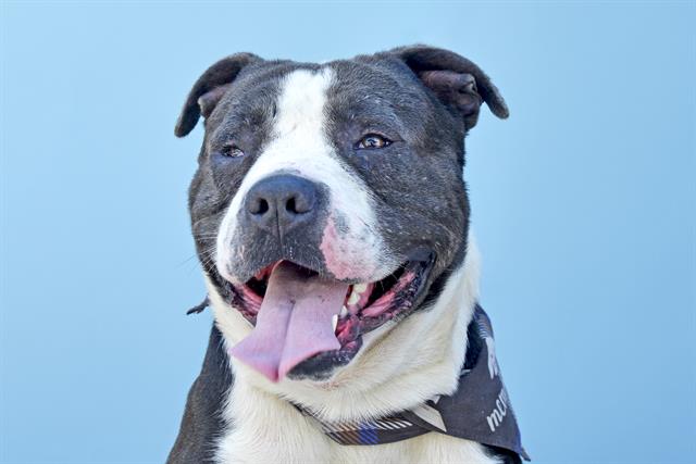 adoptable Dog in Baldwin Park, CA named BENTON