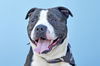 adoptable Dog in  named BENTON