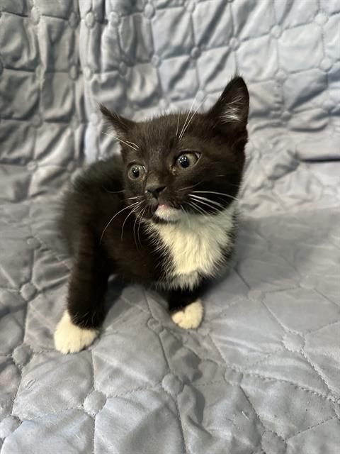adoptable Cat in Baldwin Park, CA named AUGUST
