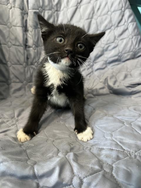 adoptable Cat in Baldwin Park, CA named AUSTIN