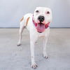 adoptable Dog in Baldwin Park, CA named PATCHES