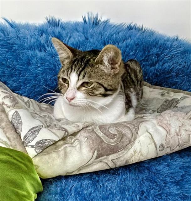 adoptable Cat in Baldwin Park, CA named BROOKLYN
