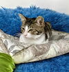 adoptable Cat in Baldwin Park, CA named BROOKLYN