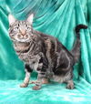 adoptable Cat in Baldwin Park, CA named TOBY