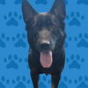 adoptable Dog in Baldwin Park, CA named DUG