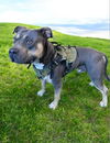 adoptable Dog in  named CHUCO