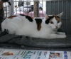 adoptable Cat in Baldwin Park, CA named EMBER