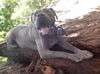 adoptable Dog in Baldwin Park, CA named ZEUS