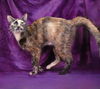 adoptable Cat in Baldwin Park, CA named MEEP