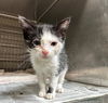 adoptable Cat in Baldwin Park, CA named KIBBY