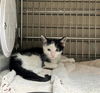 adoptable Cat in Baldwin Park, CA named DERP