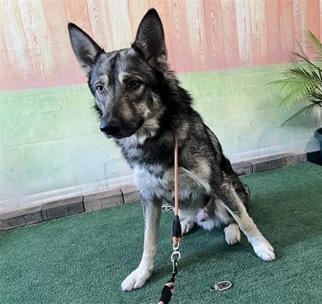 adoptable Dog in Baldwin Park, CA named ATREYU