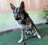 adoptable Dog in baldwin park, CA named ATREYU