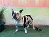 adoptable Dog in Baldwin Park, CA named TRENTA