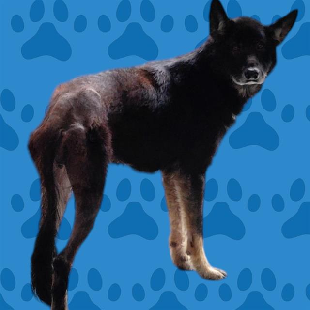 adoptable Dog in Baldwin Park, CA named NOVA