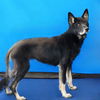 adoptable Dog in  named NOVA