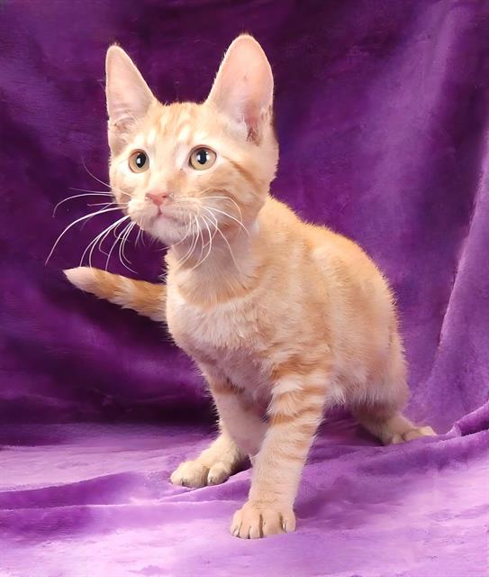adoptable Cat in Baldwin Park, CA named SAMUEL