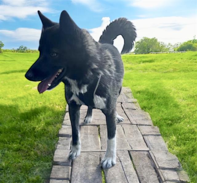 adoptable Dog in Baldwin Park, CA named BUDDY