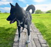 adoptable Dog in  named BUDDY
