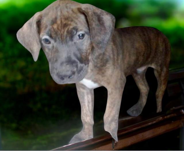 adoptable Dog in Baldwin Park, CA named CASHEW