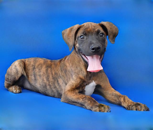 adoptable Dog in Baldwin Park, CA named CASHEW