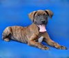 adoptable Dog in  named CASHEW