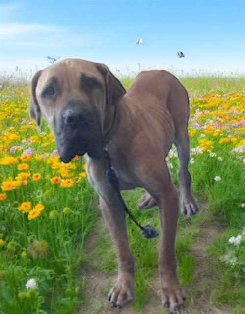 adoptable Dog in Baldwin Park, CA named LILY