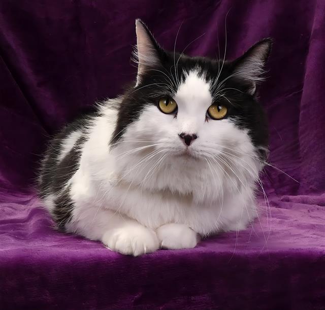 adoptable Cat in Baldwin Park, CA named SKUNK