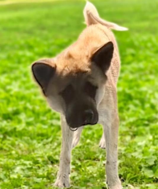 adoptable Dog in Baldwin Park, CA named MACARONI