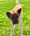 adoptable Dog in  named MACARONI