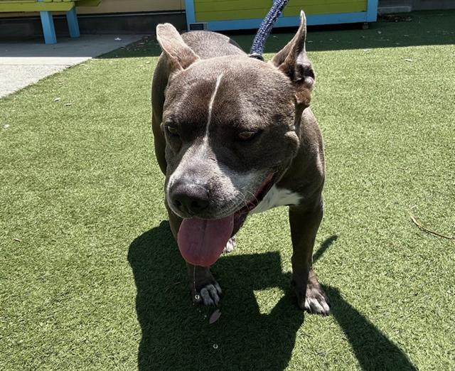 adoptable Dog in Baldwin Park, CA named CLANCY