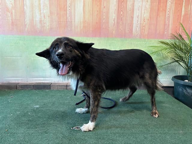 adoptable Dog in Baldwin Park, CA named OREO