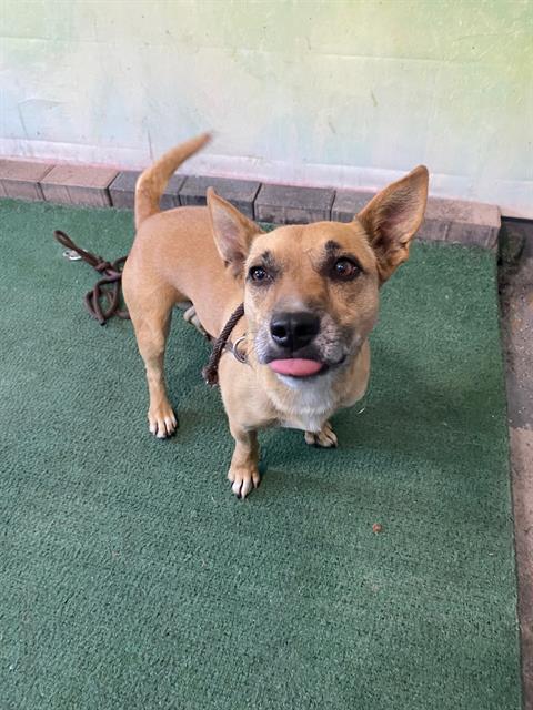 adoptable Dog in Baldwin Park, CA named RAMBO