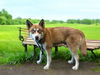 adoptable Dog in  named SIENNA