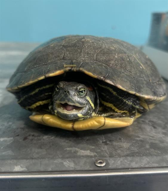 adoptable Turtle in Baldwin Park, CA named FREDRICK
