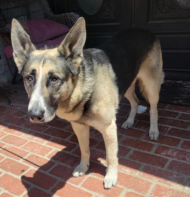 adoptable Dog in Baldwin Park, CA named THOR