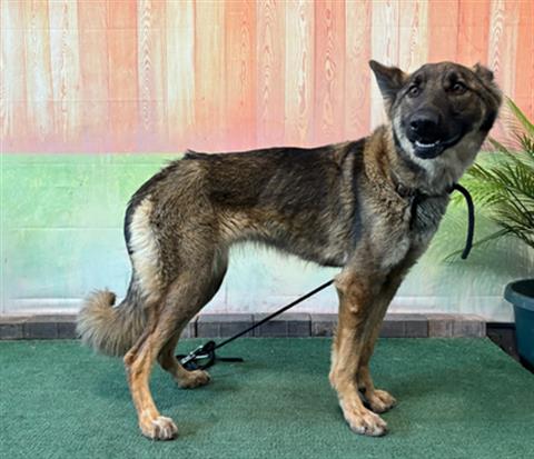 adoptable Dog in Baldwin Park, CA named BLONDIE