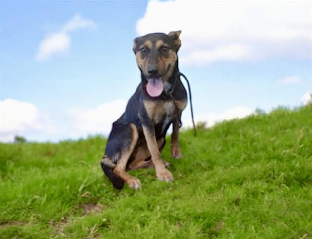adoptable Dog in Baldwin Park, CA named BRITANNY