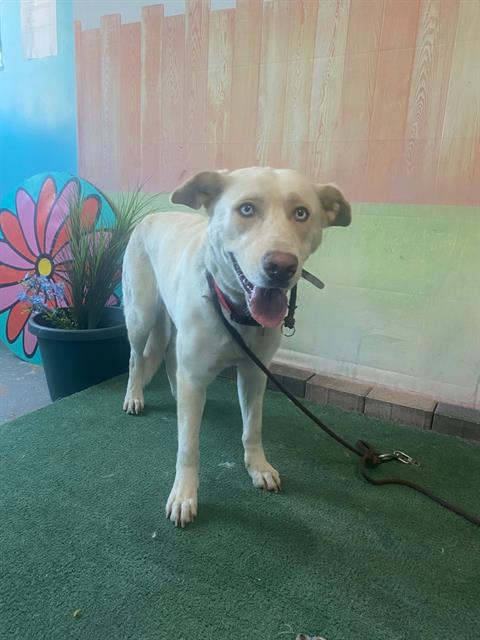 adoptable Dog in Baldwin Park, CA named LUNA