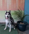 adoptable Dog in  named MARISOL