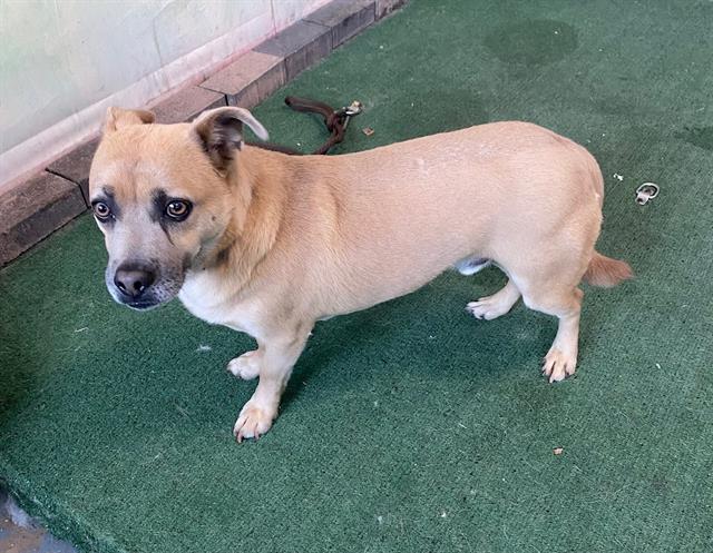 adoptable Dog in Baldwin Park, CA named JACK