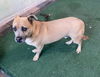 adoptable Dog in  named JACK