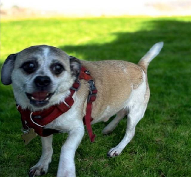 adoptable Dog in Baldwin Park, CA named BUDDHA