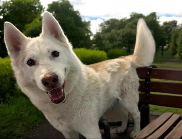 adoptable Dog in Baldwin Park, CA named CYBER
