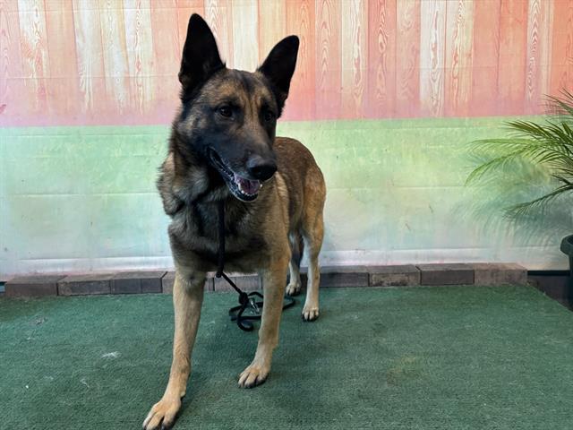 adoptable Dog in Baldwin Park, CA named OAKLEY