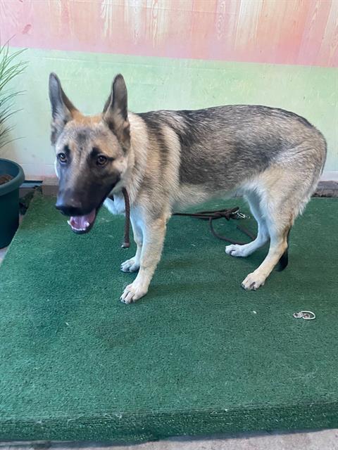 adoptable Dog in Baldwin Park, CA named KIP