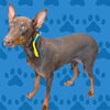 adoptable Dog in baldwin park, CA named AUTUMN