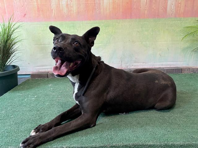 adoptable Dog in Baldwin Park, CA named MOOKEY