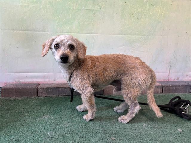 adoptable Dog in Baldwin Park, CA named CHESTER