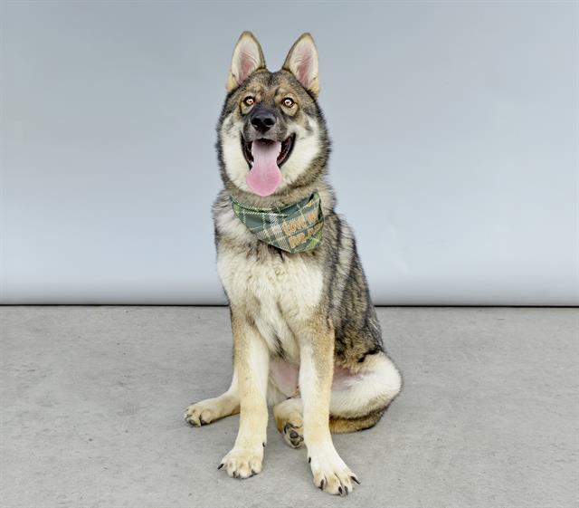 adoptable Dog in Baldwin Park, CA named OSHLY